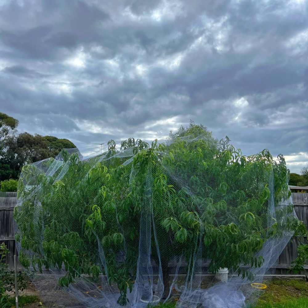 PE Anti Bird Net – Covering Individual Fruit Trees