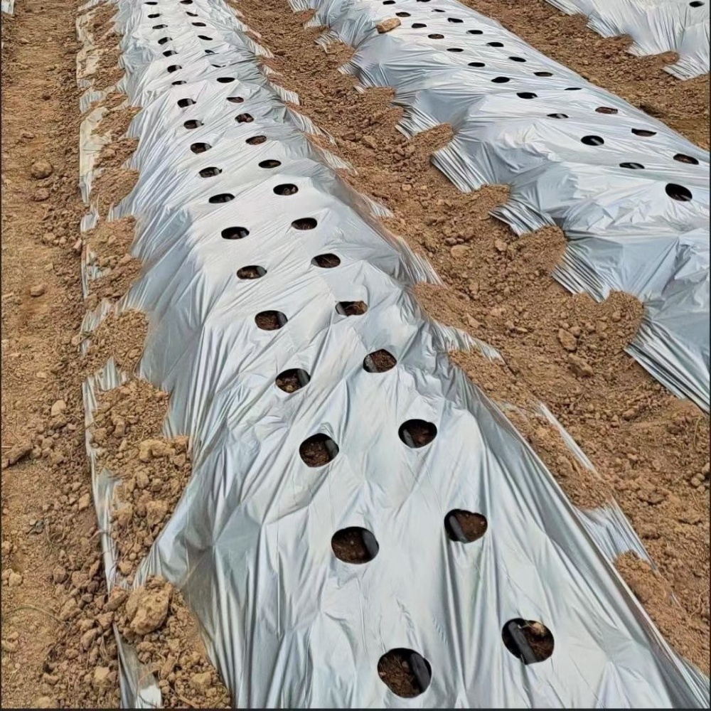 Tomato mulching sheet – Mulch Film in Use on Fields