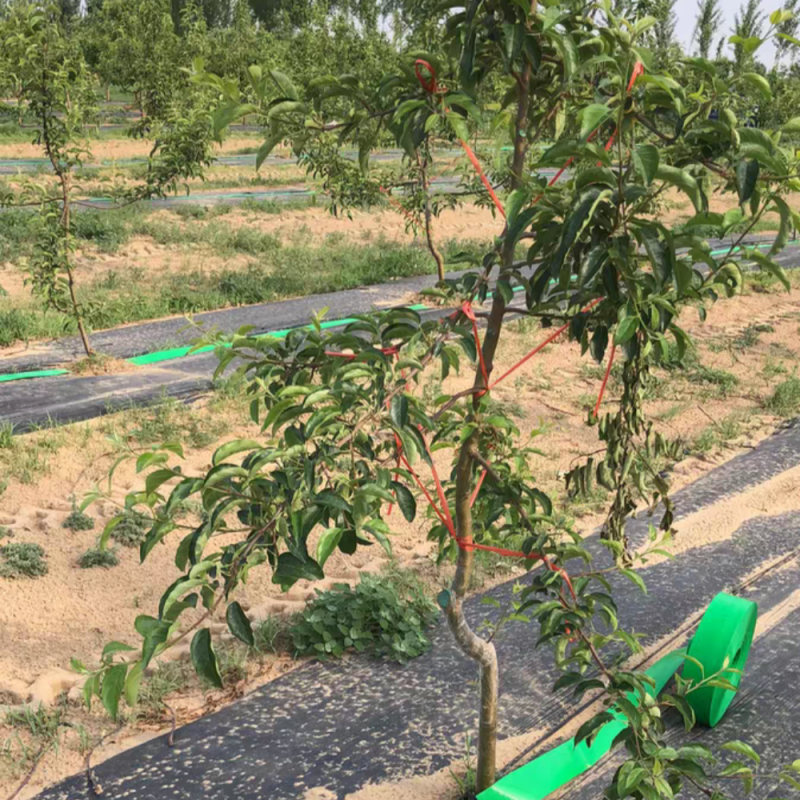 Drip system for vegetable garden – On-Farm Irrigation Use