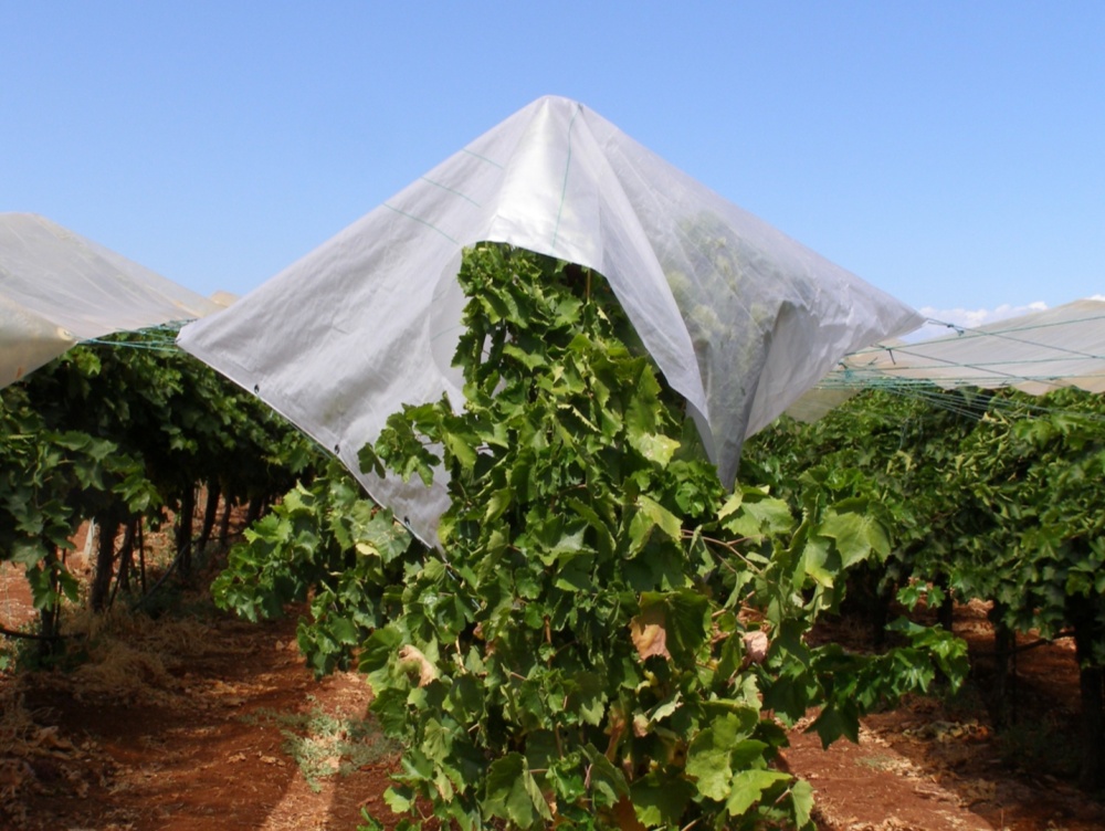 Heavy Duty Clear Tarp with Grommets – Rain Cover Application in Grape Vineyard