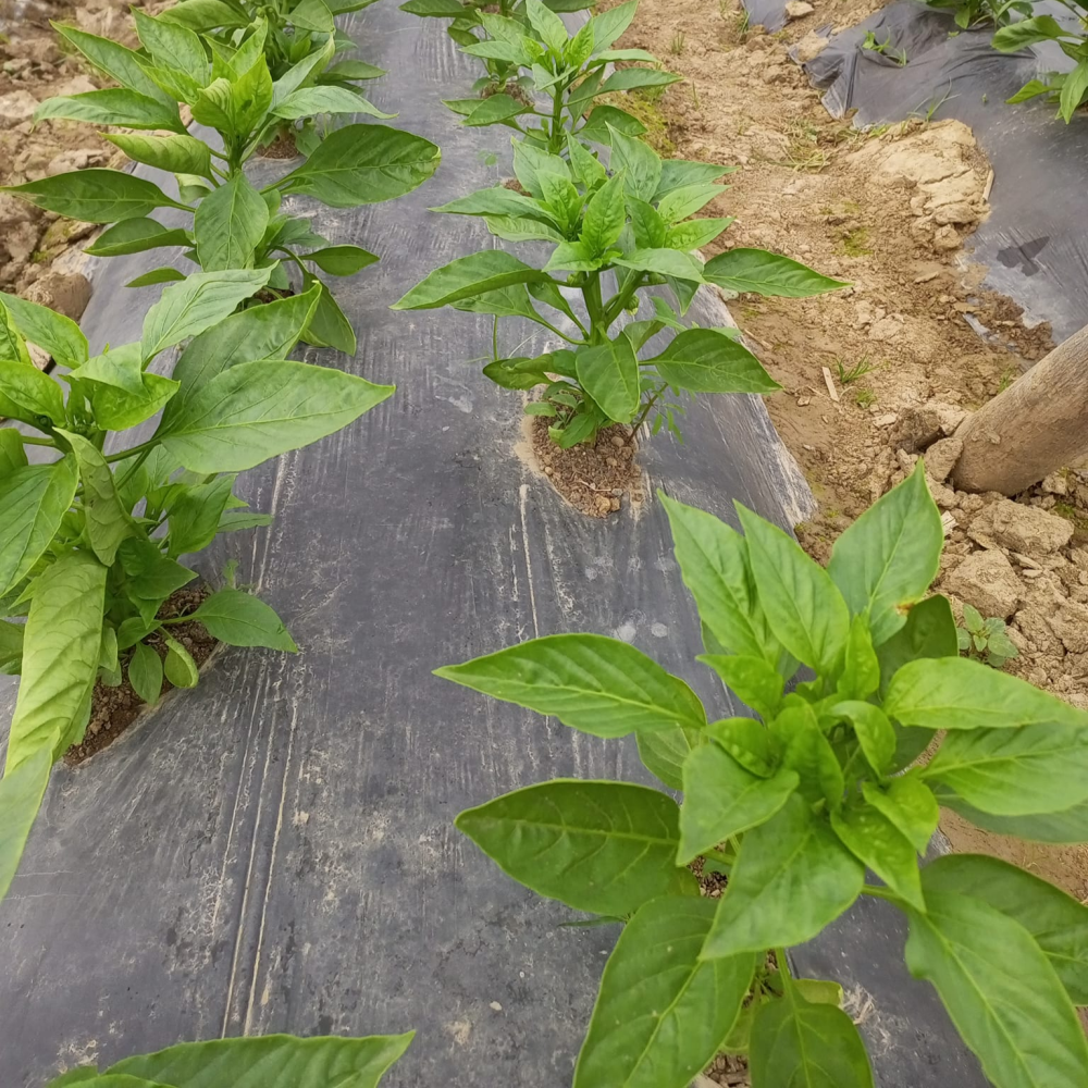 Black Mulch Film – Customer Feedback on Field Application