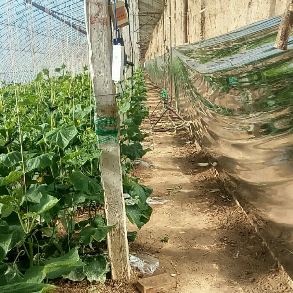 Reflective silver film – Vegetable Growing Application