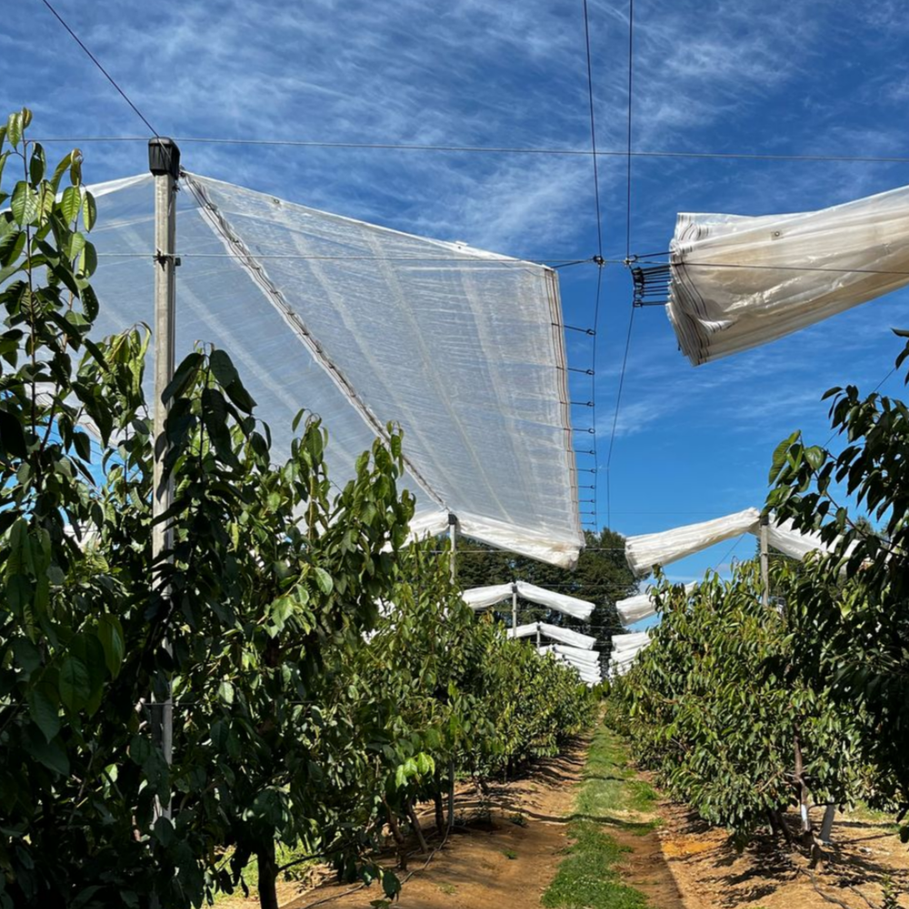 Clear Tarpaulin with Eyelets – Steel Buckle Rain Shelter Used in Orchard Environment