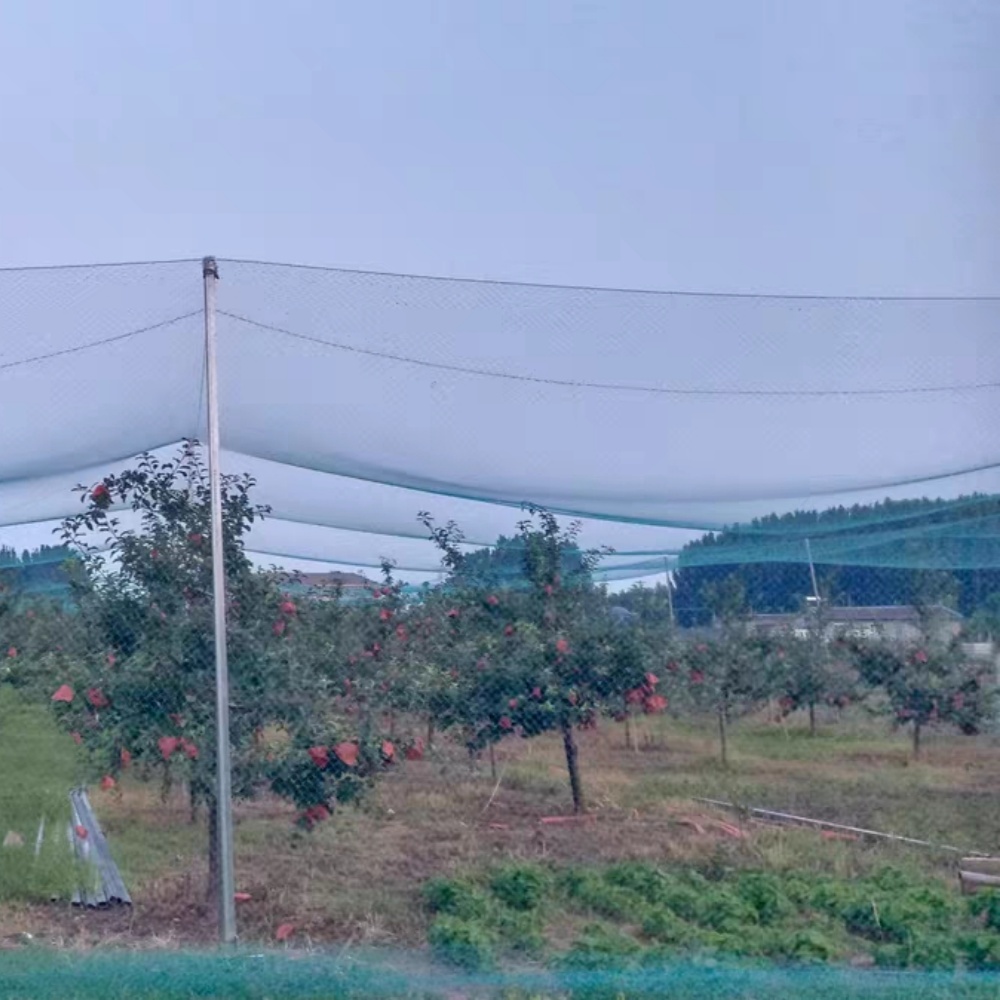 PE Anti Bird Net – Orchard Wide Coverage