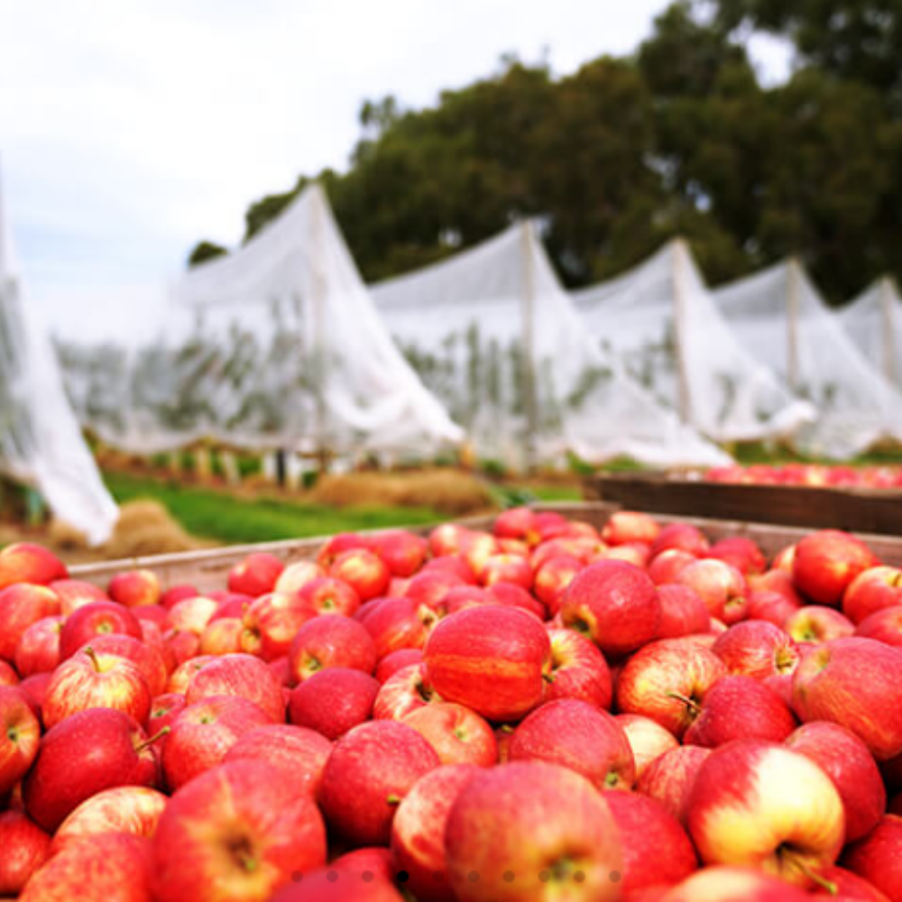 Orchard Hail Netting – Applied in Apple Orchard for Hail Protection