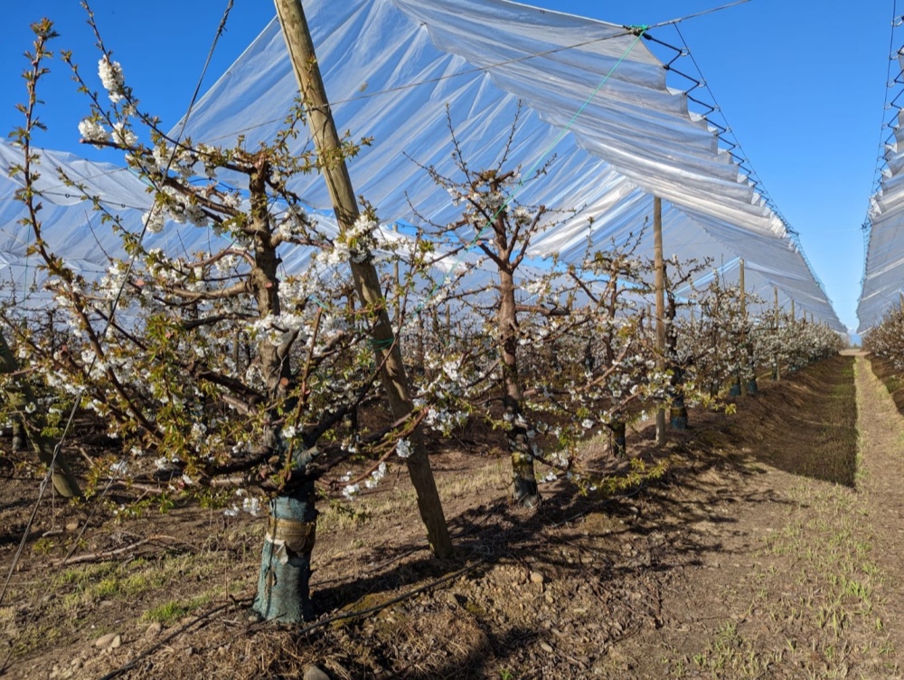 Heavy Duty Clear Tarp with Grommets – Rain Shelter Application in Cherry Orchard