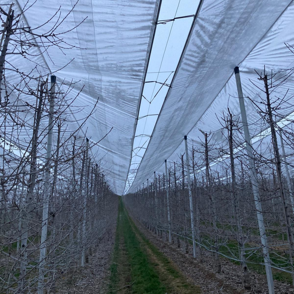 Clear Tarp – Rain Shelter Application after Further Processing in Cherry Orchard