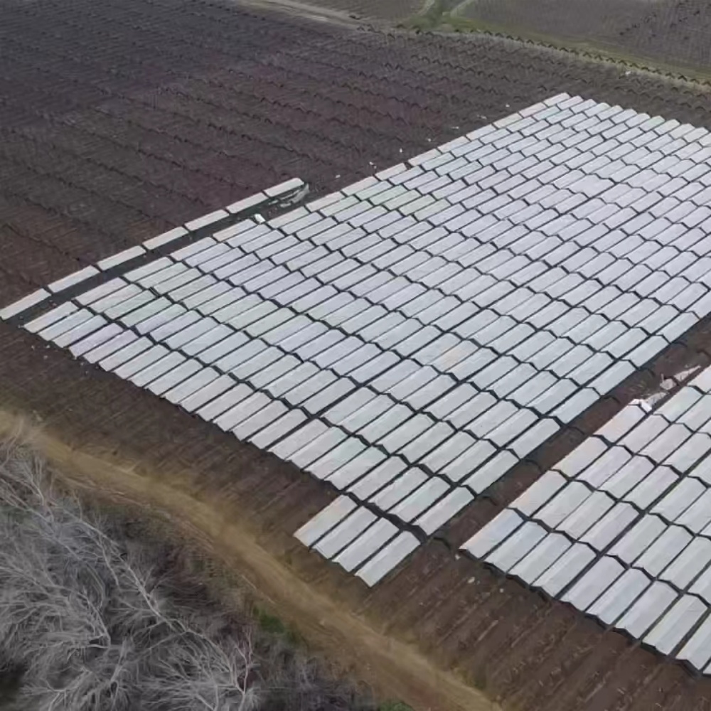 Black & White Poly Film – Application of Processed Cherry Rain Shelter in Orchard