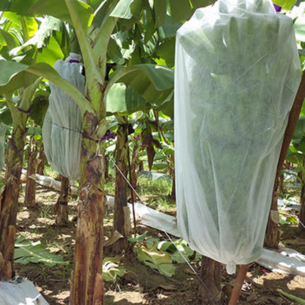 Plant covers for winter – Commonly Used for Apples, Pears, Grapes, Mangoes, Pomegranates, Persimmons, and Other Fruits
