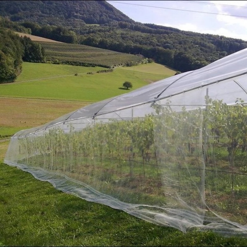 Insect Net