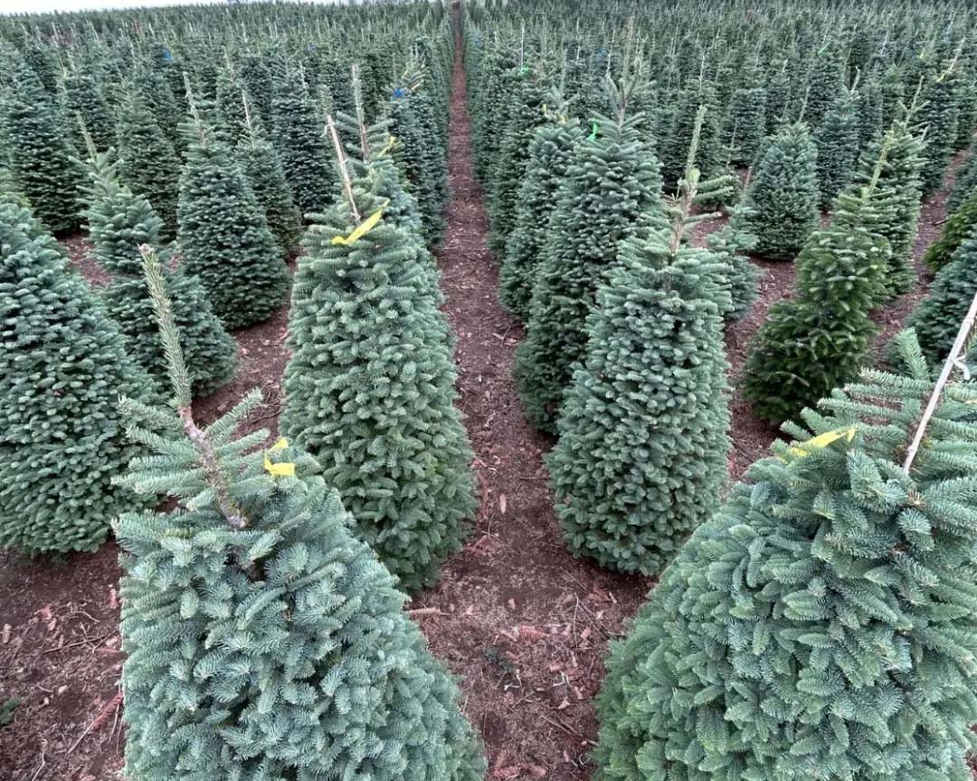 As a sustainable alternative to fresh pine trees, artificial Christmas trees are reusable year after year, reducing waste while preserving the magic of Christmas traditions.