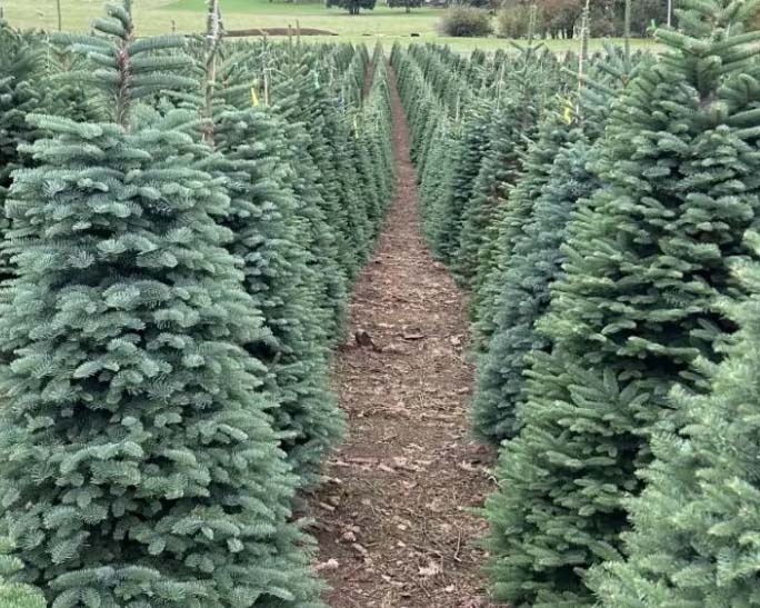 As a sustainable alternative to fresh pine trees, artificial Christmas trees are reusable year after year, reducing waste while preserving the magic of Christmas traditions.
