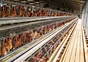 Customized Parpularly Modern Sturdy and Secure Poultry Coop/Brroiler/Egg/Layer/Breeder