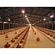 Steel Structure Cage and Coop for Poultry, Livestock            Customizable Automated Steel Structure Chicken Poultry Feeding House in High QualityCustomizable Automated Steel Structure Chicken Poultry Feeding House in High Quality