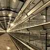 Integrated Farms Use Prefabricated Steel Structure Poultry Houses (XGZ-Z113)