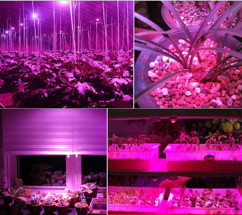 Grow light led chip cob full spectrum 100w led cob full spectrum 50w