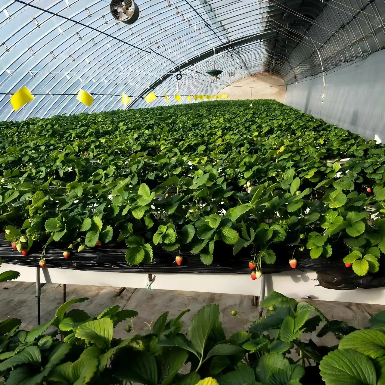 Double row strawberry trough
