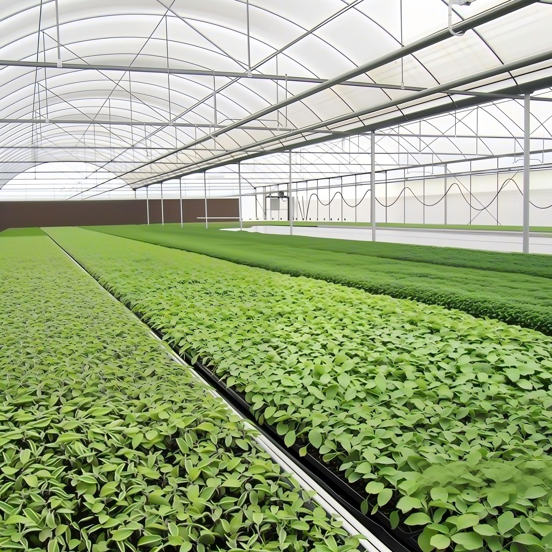 Seedbed