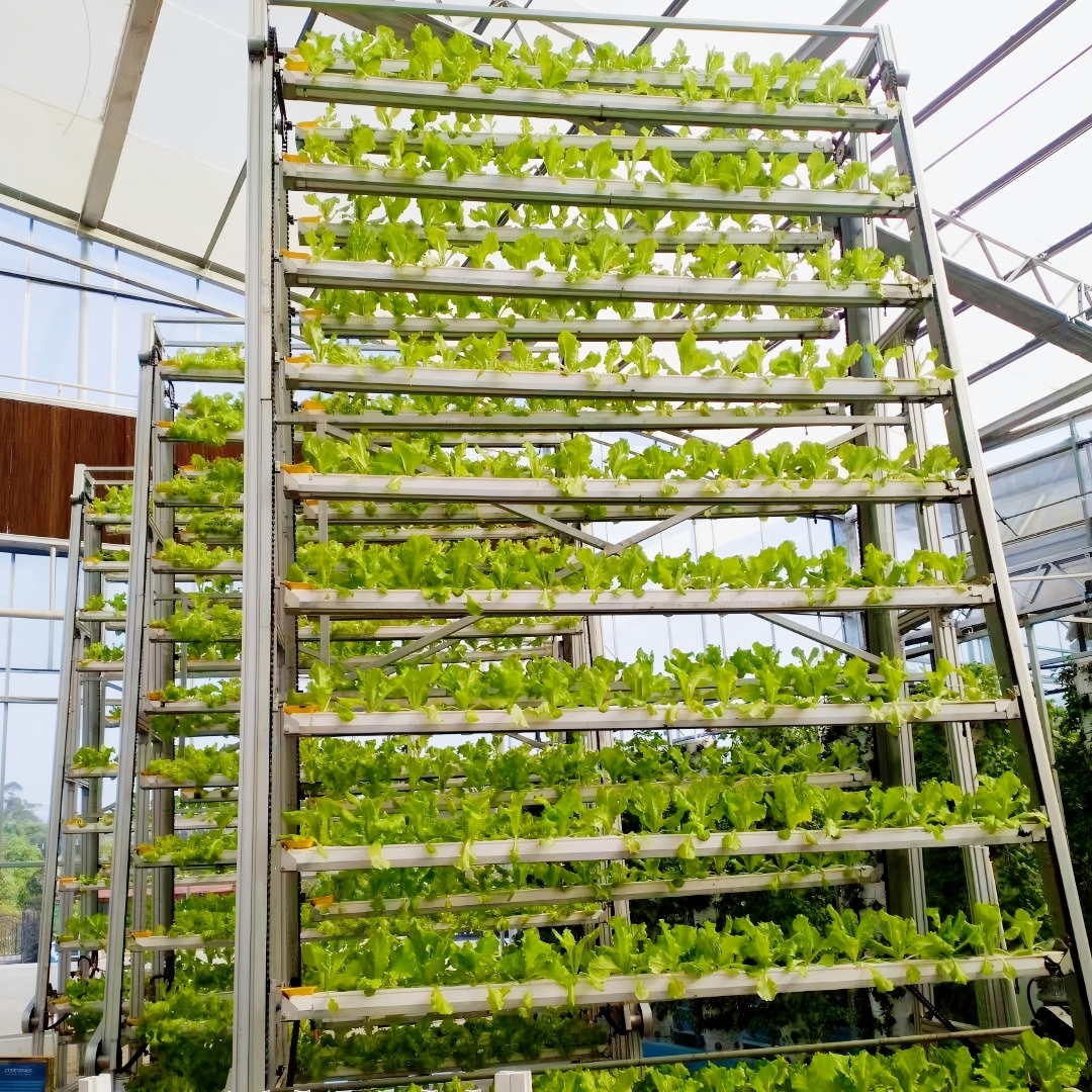 Hydroponic leafy vegetable facilities