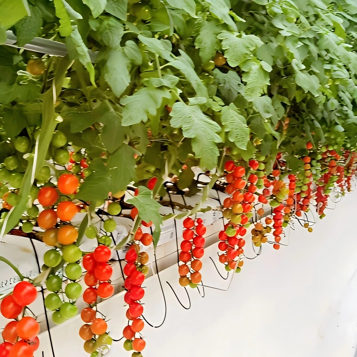 Tomato soilless cultivation facilities