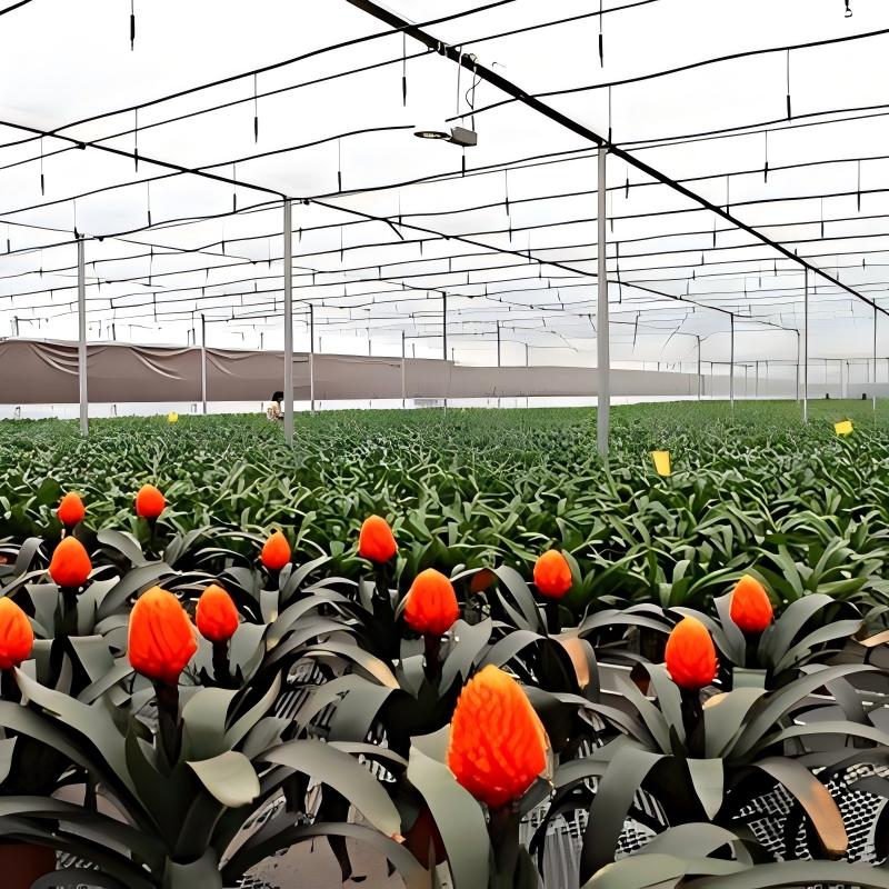greenhouse for vegetable garden