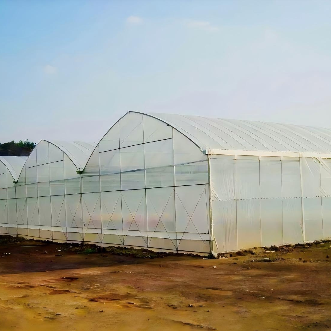 multi span greenhouse