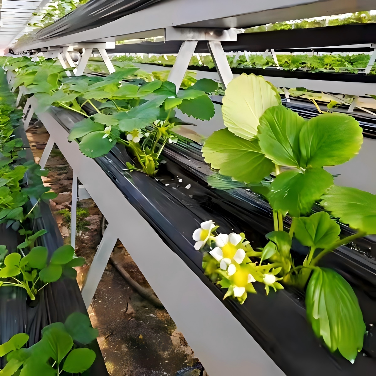Single row strawberry trough