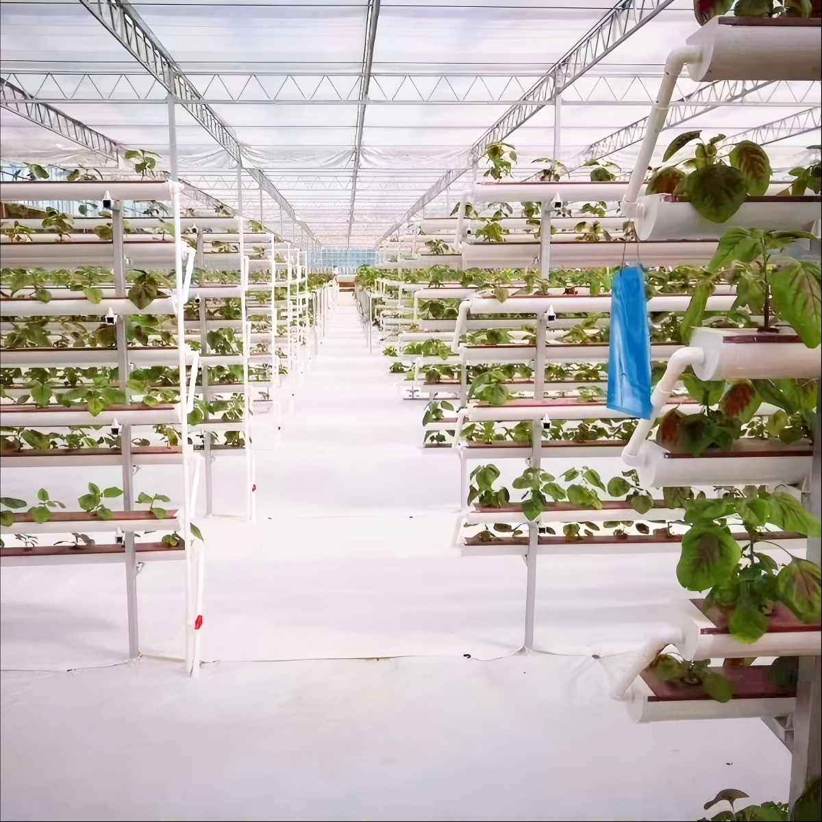 A- frame strawberry planting facilities