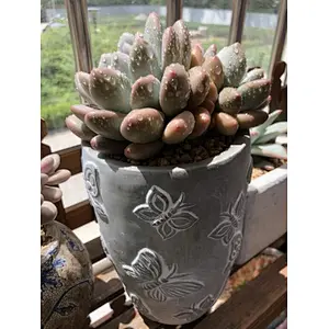 Butterfly Embossed Flower Pot Concrete Silicone Mold for Succulent plants