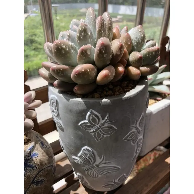 Butterfly Embossed Flower Pot Concrete Silicone Mold for Succulent plants