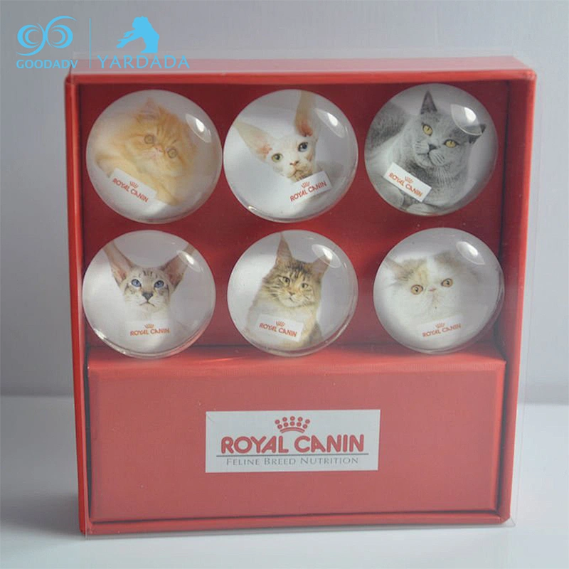Cat glass magnet set / mini glass magnet / button glass magnet