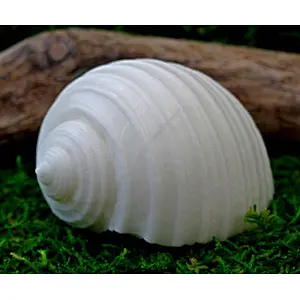 QT0032 Conch Shells soap Mold handmade silicone Candle moulds przy