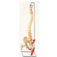 Colonne vertébrale flexible avec tête de fémur et muscles peints