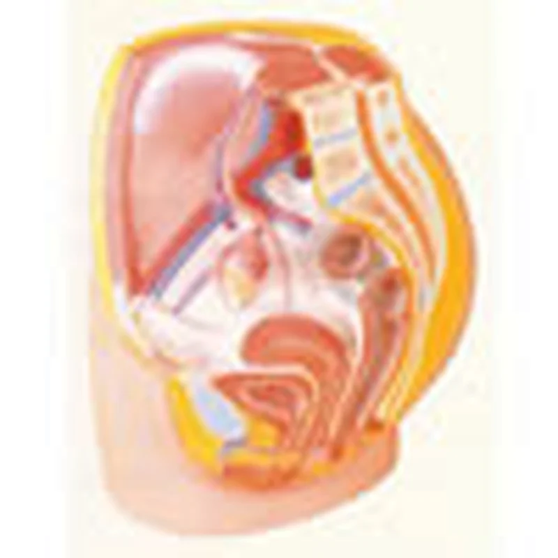 Block Model Of Female Pelvis