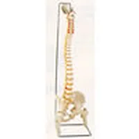 Colonne vertébrale flexible avec tête de fémur
