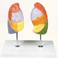 Modèle de segment pulmonaire