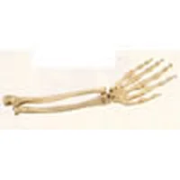 Squelette de la main, avec des portions d'ulna et de rayon