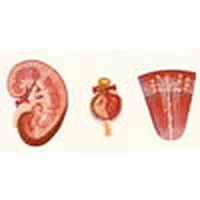 Rein, Néphron, Glumérule