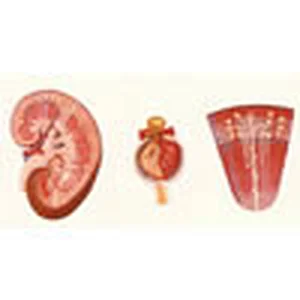 Njure, Nephron, Glumerulus