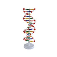 DNA Structure