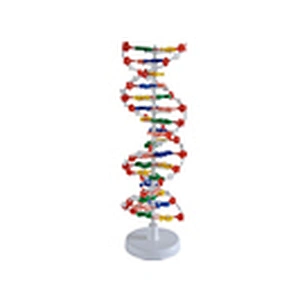 DNA Structure