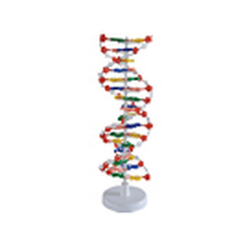 DNA Structure