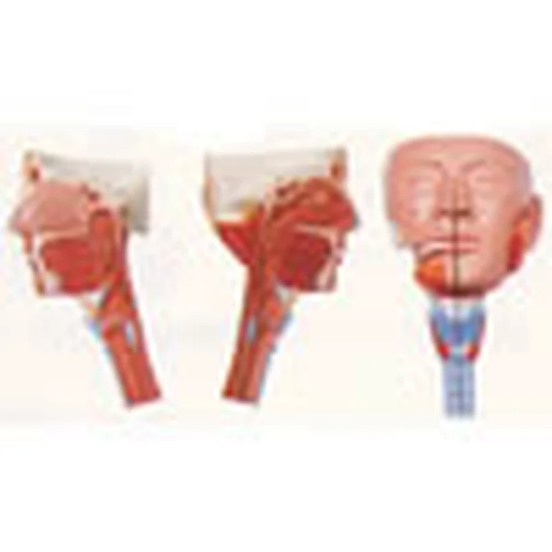 Kepala Dengan Pharynx Mscles