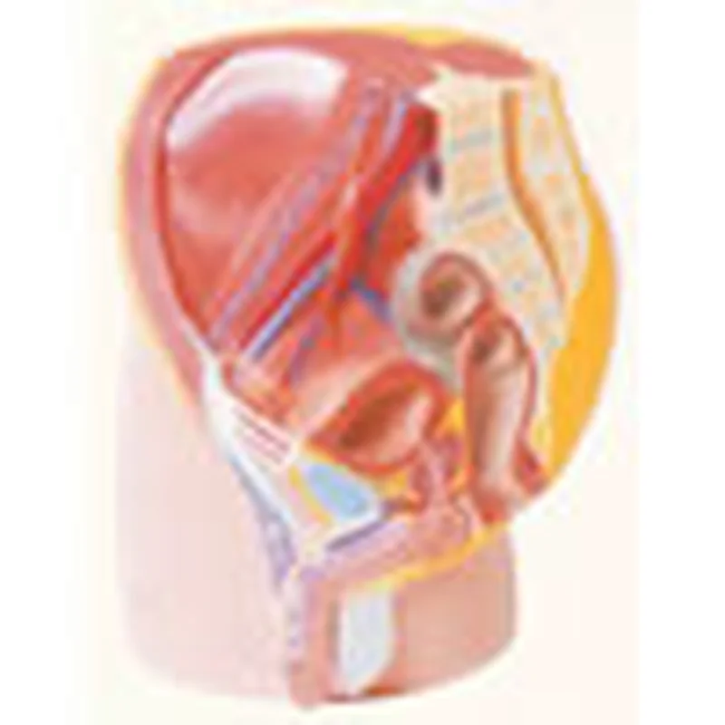Model Blok Pelvis Lelaki