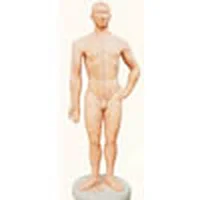 Modèle d'acupuncture de 58 cm