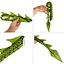 green  devil tail