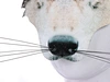 Easter Mardi Gras Animal Mask
