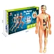 human anatomy toy