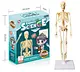 human body learning toy