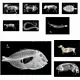 x ray fish toy